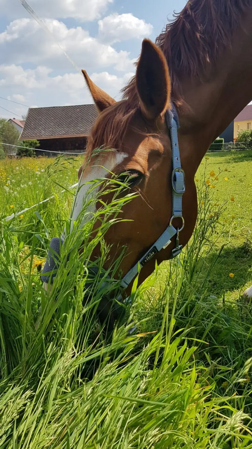 Pferd von Naturheilpraxis und Apothekenvertretung