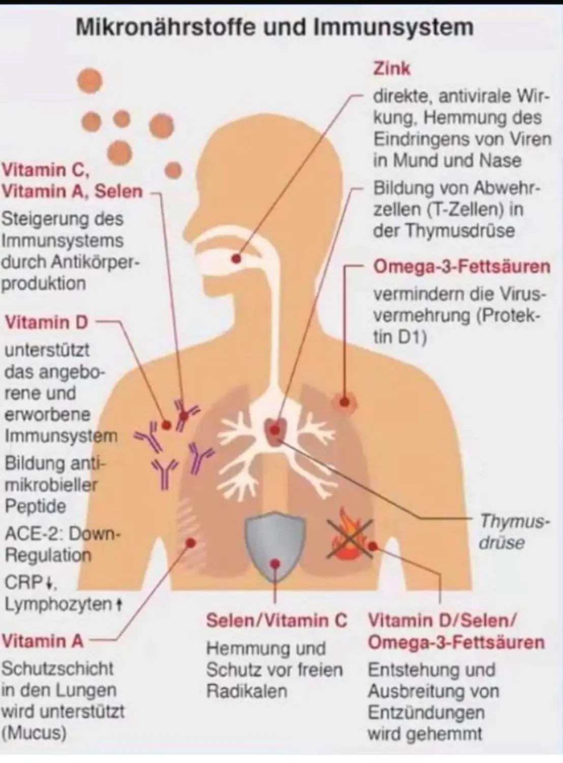 Orthomolekulare Medizin von Naturheilpraxis und Apothekenvertretung