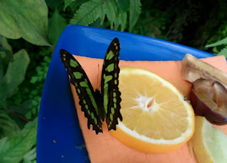 Schmetterlingsorange von Naturheilpraxis und Apothekenvertretung